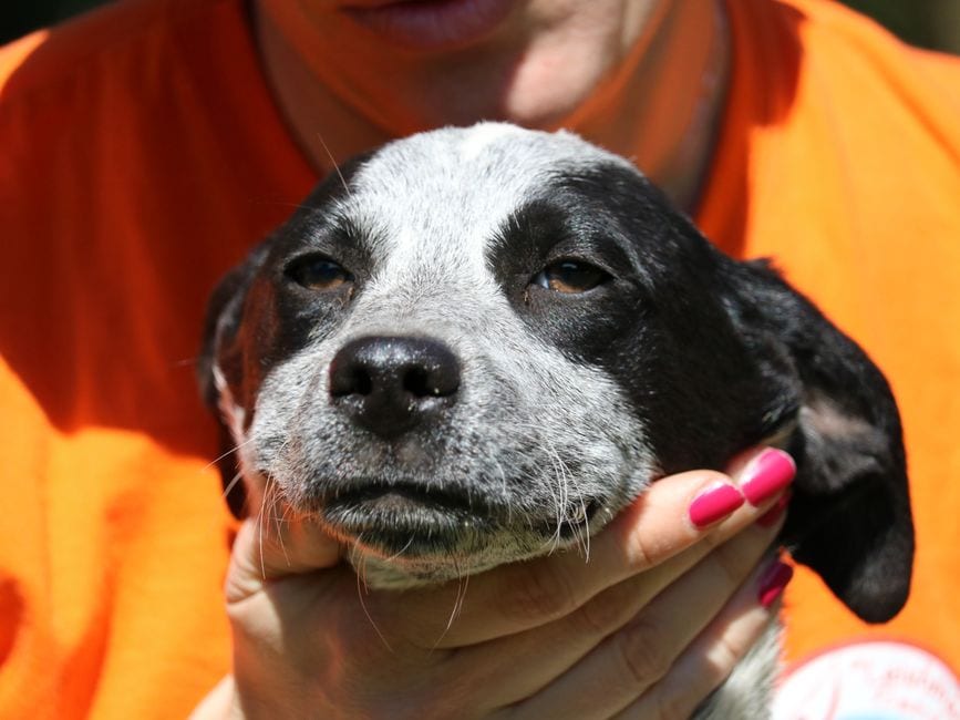 Puppy Adoption Event in Encinitas | October 25