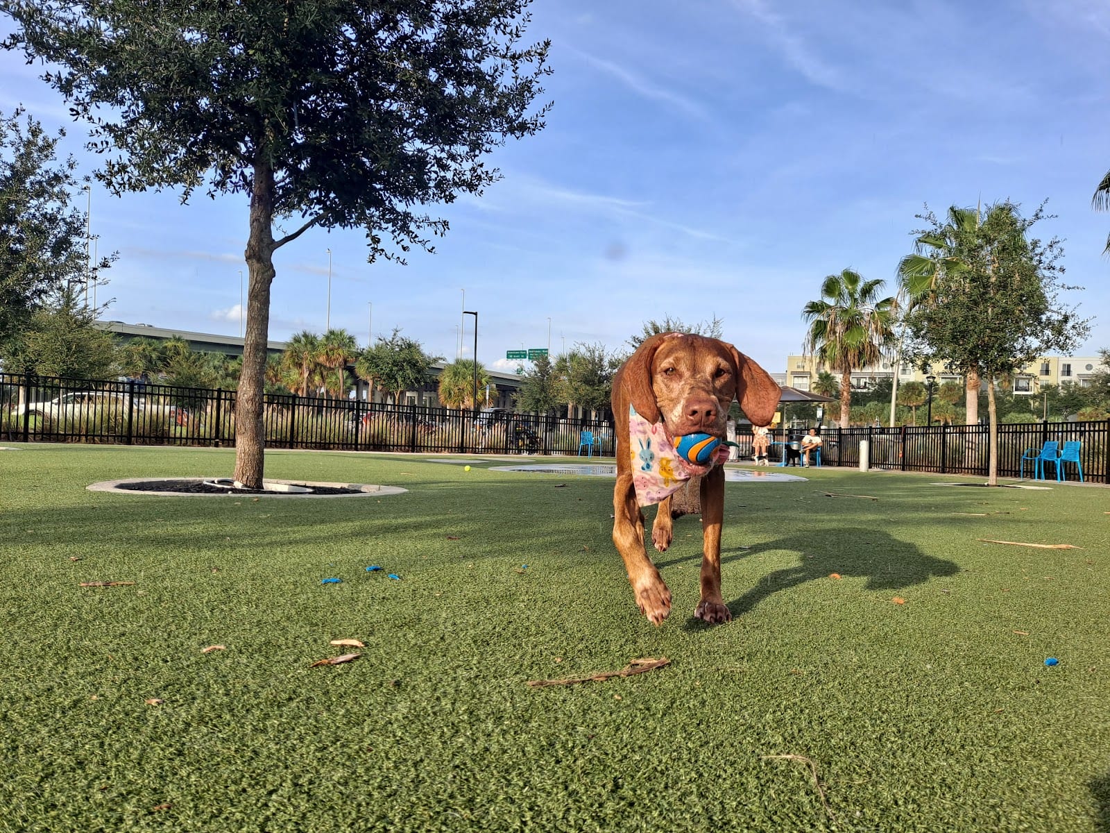 Dog Parks at Julian B. Lane Riverfront Park
