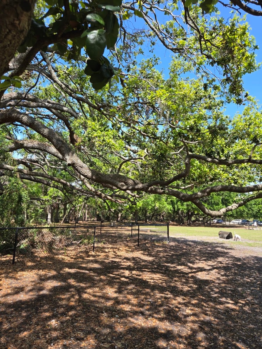 Dog Park at Al Lopez Park