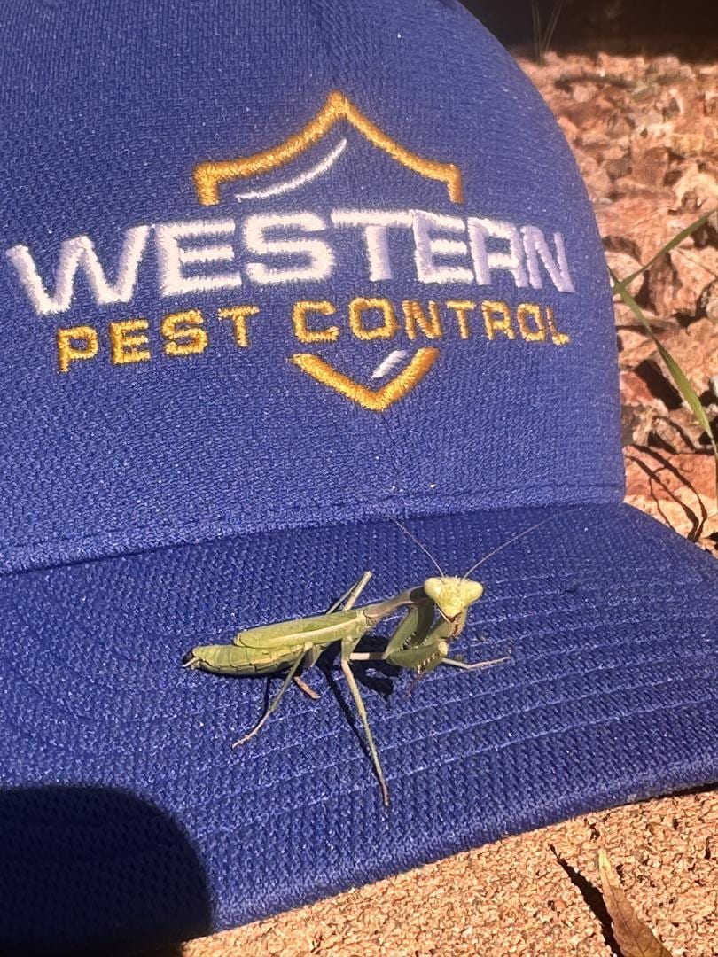 Western Pest Control