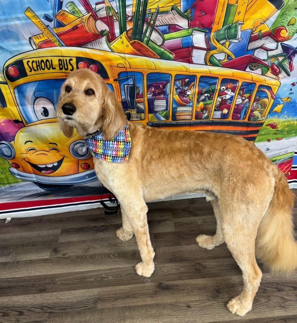 Aria’s Pawsitive Grooming LLC, photo 4