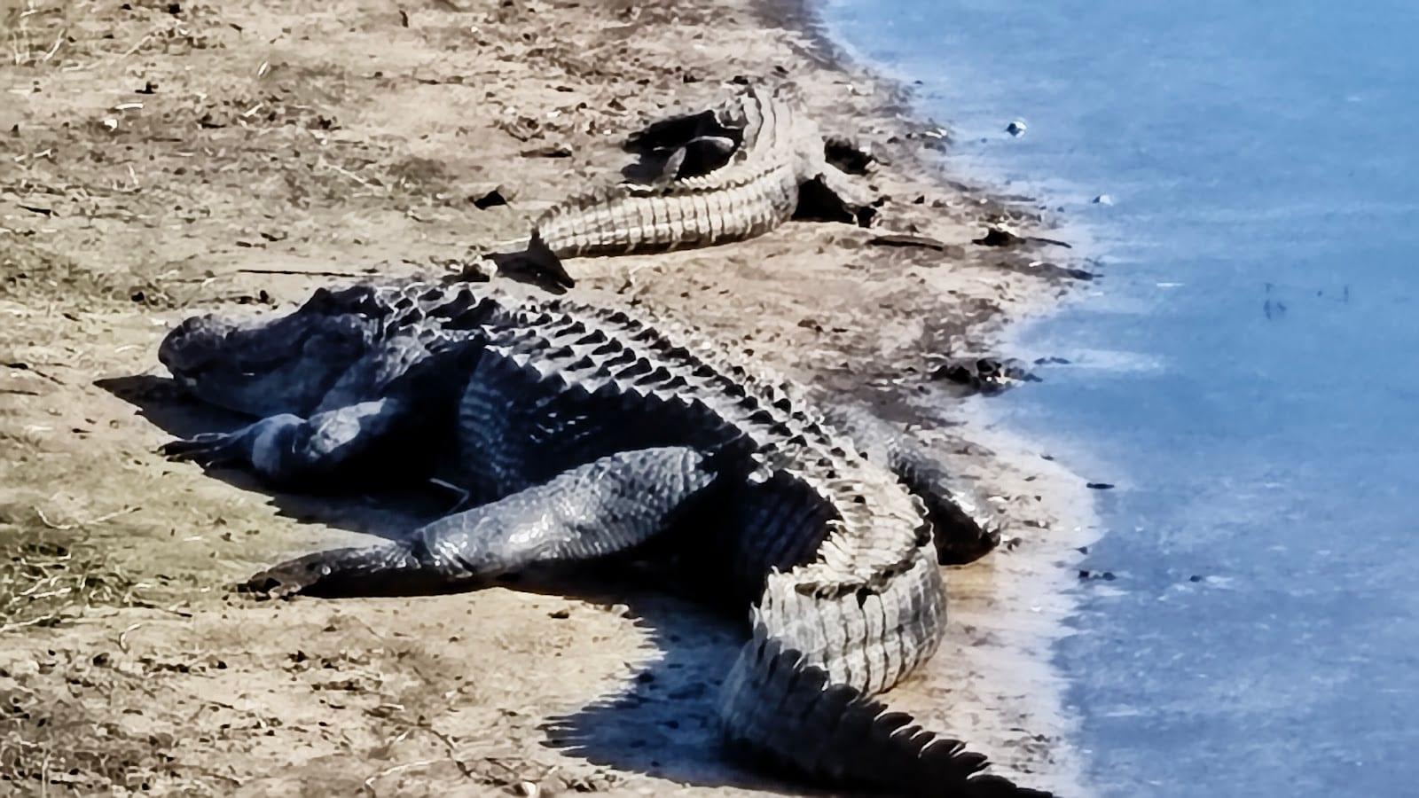 South Pavilion- Myakka River State Park