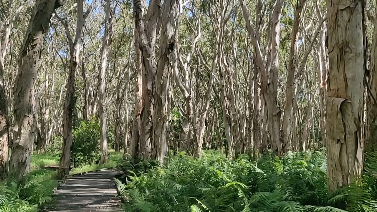 Kommo Toera Trail, photo 2
