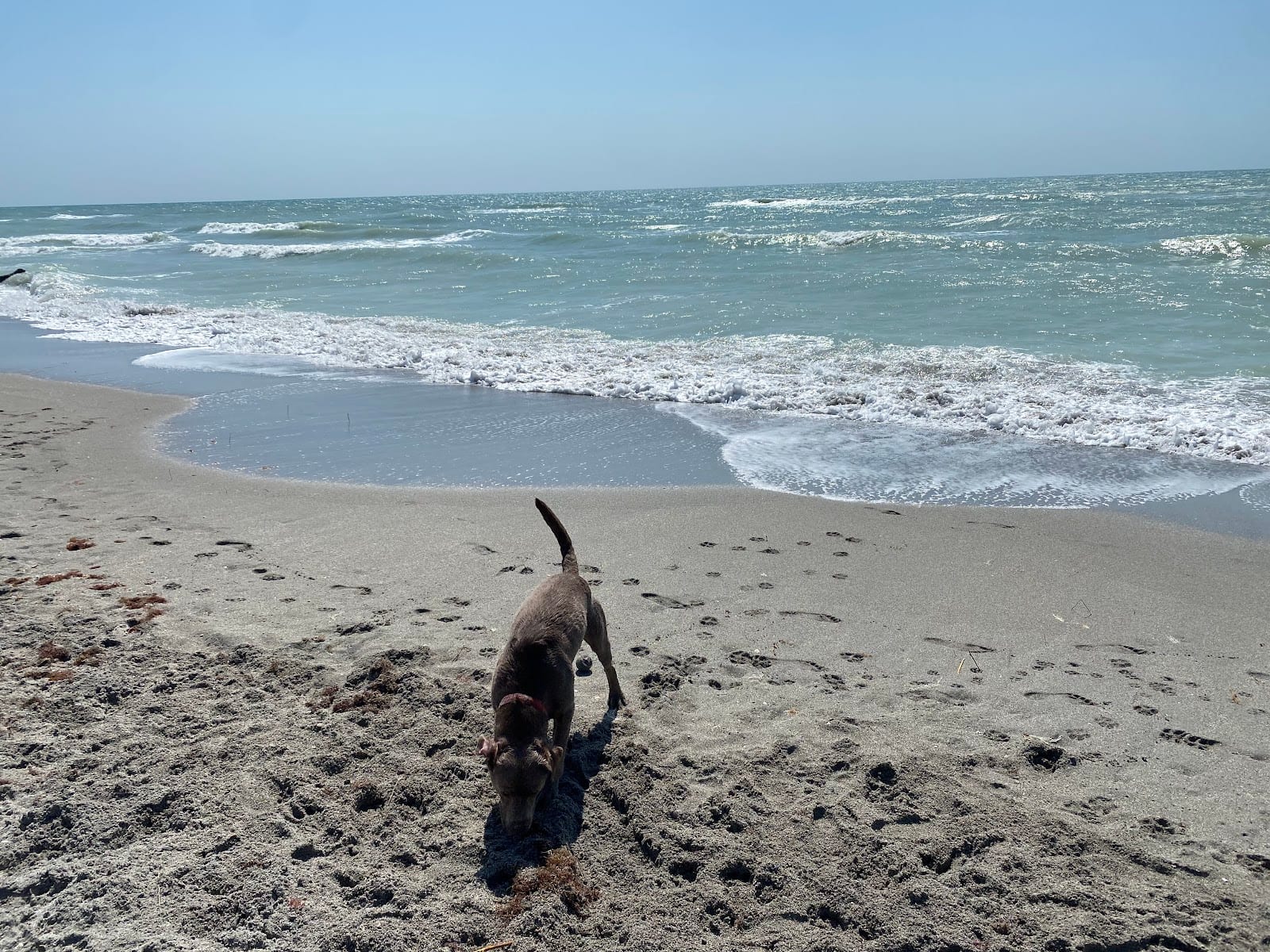 Venice dog beach