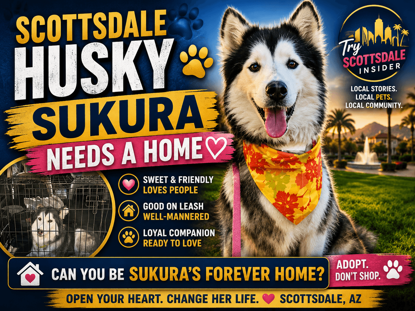 Scottsdale Husky Sukura Needs A Home