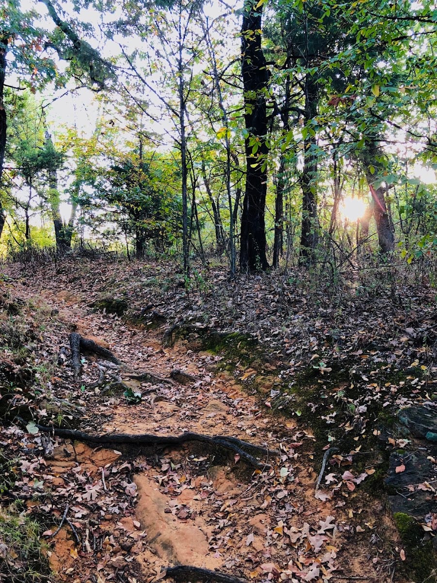 Wichita Forest, photo 3