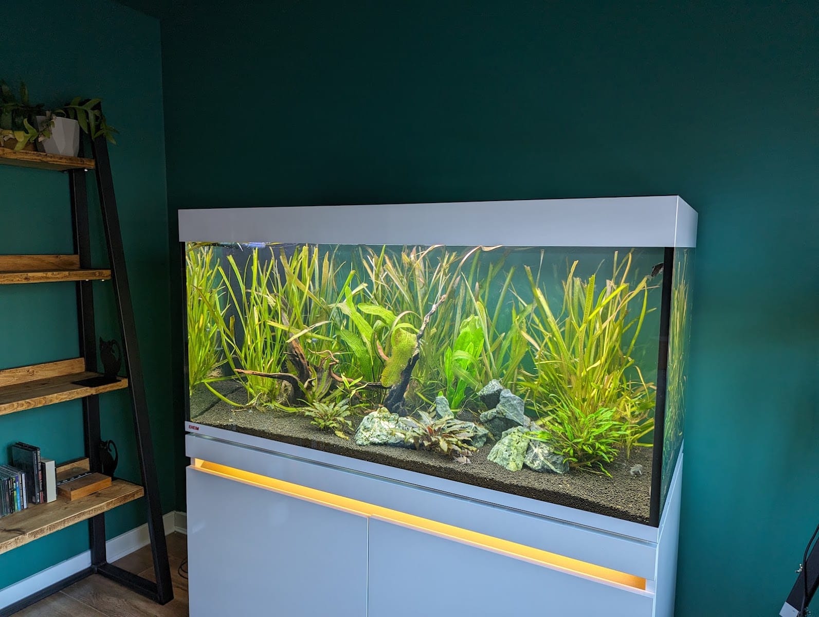 AquaFanatics - The Pond and Aquatic Specialists, photo 4