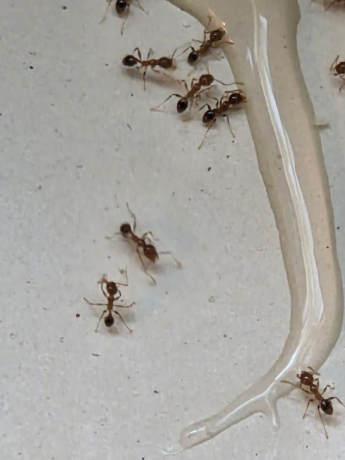 Ranson Pest Control
