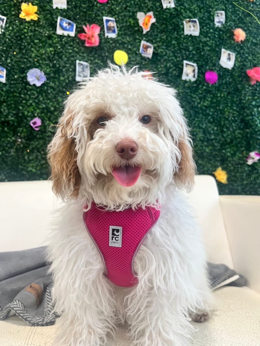Dog Sense Day Care & Grooming