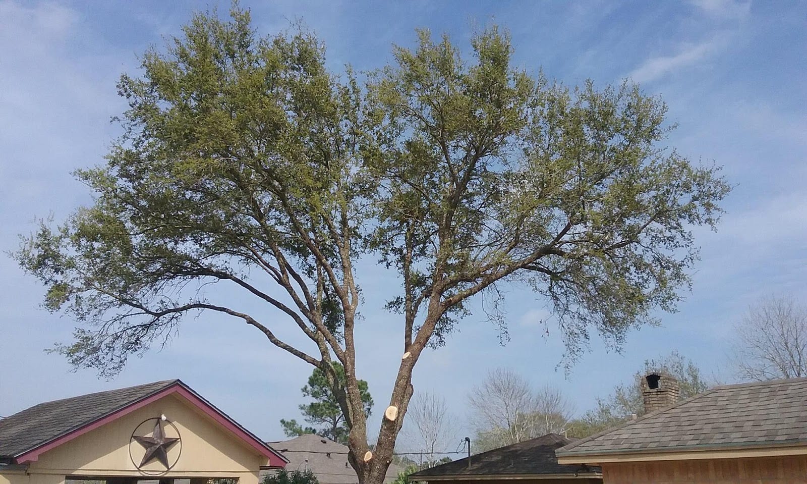 Secure Choice Tree Service of Beaumont Texas, photo 3