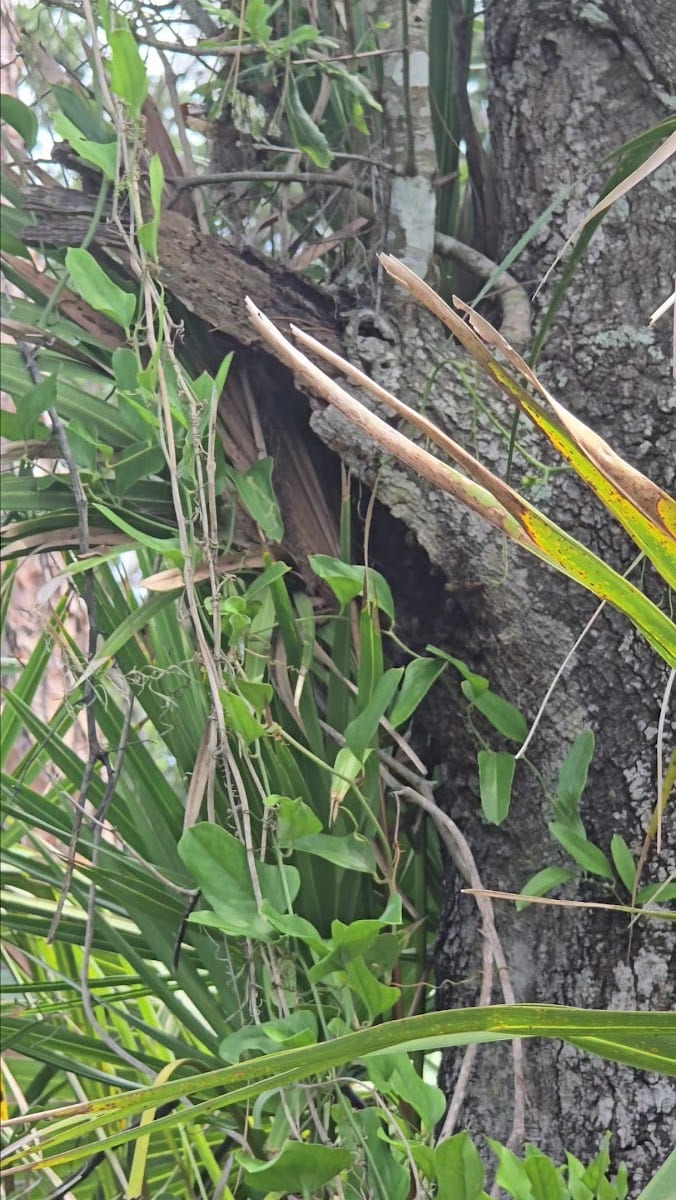 Lemon Bay Park, photo 2