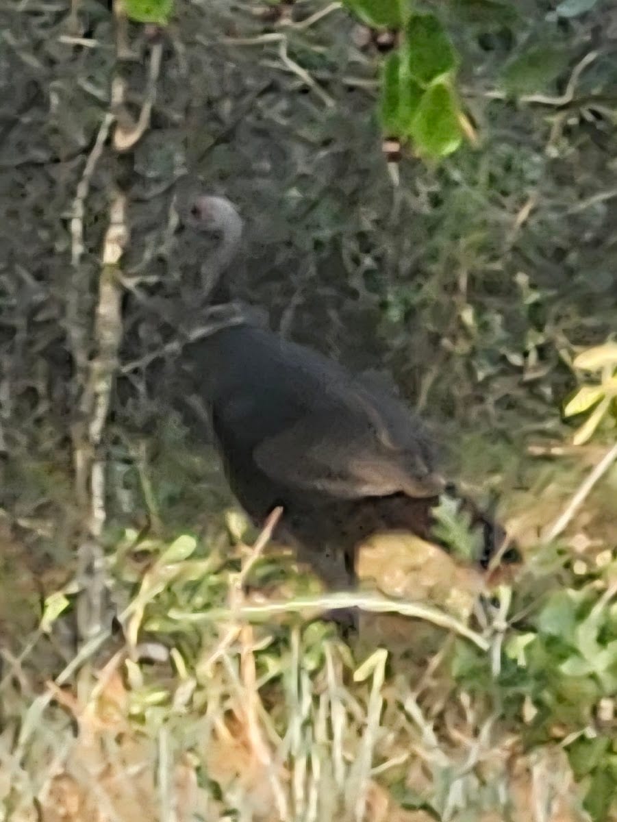 Oakleaf Community Park, photo 3