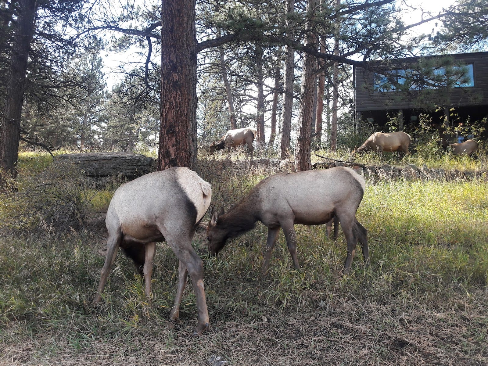 Twin Owls House in Estes Park