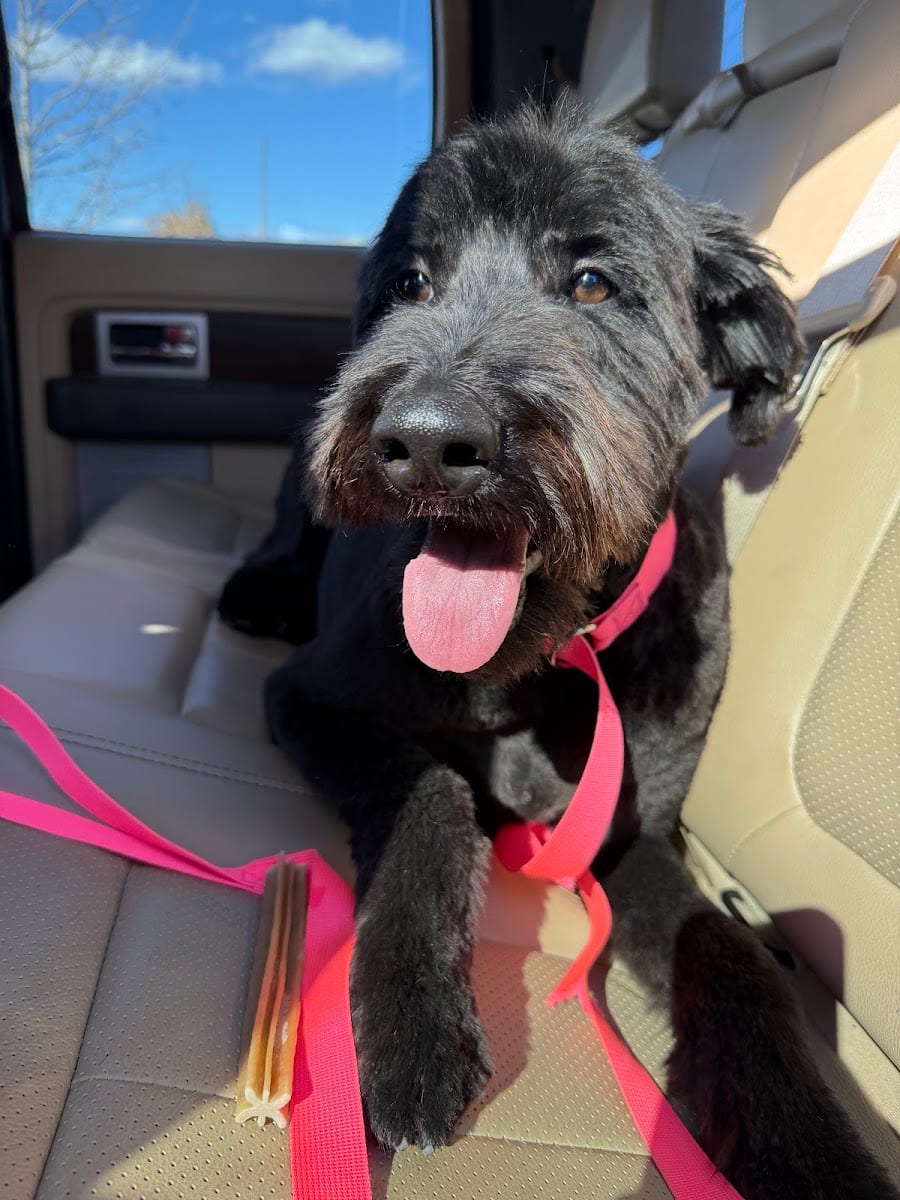 Petco Grooming