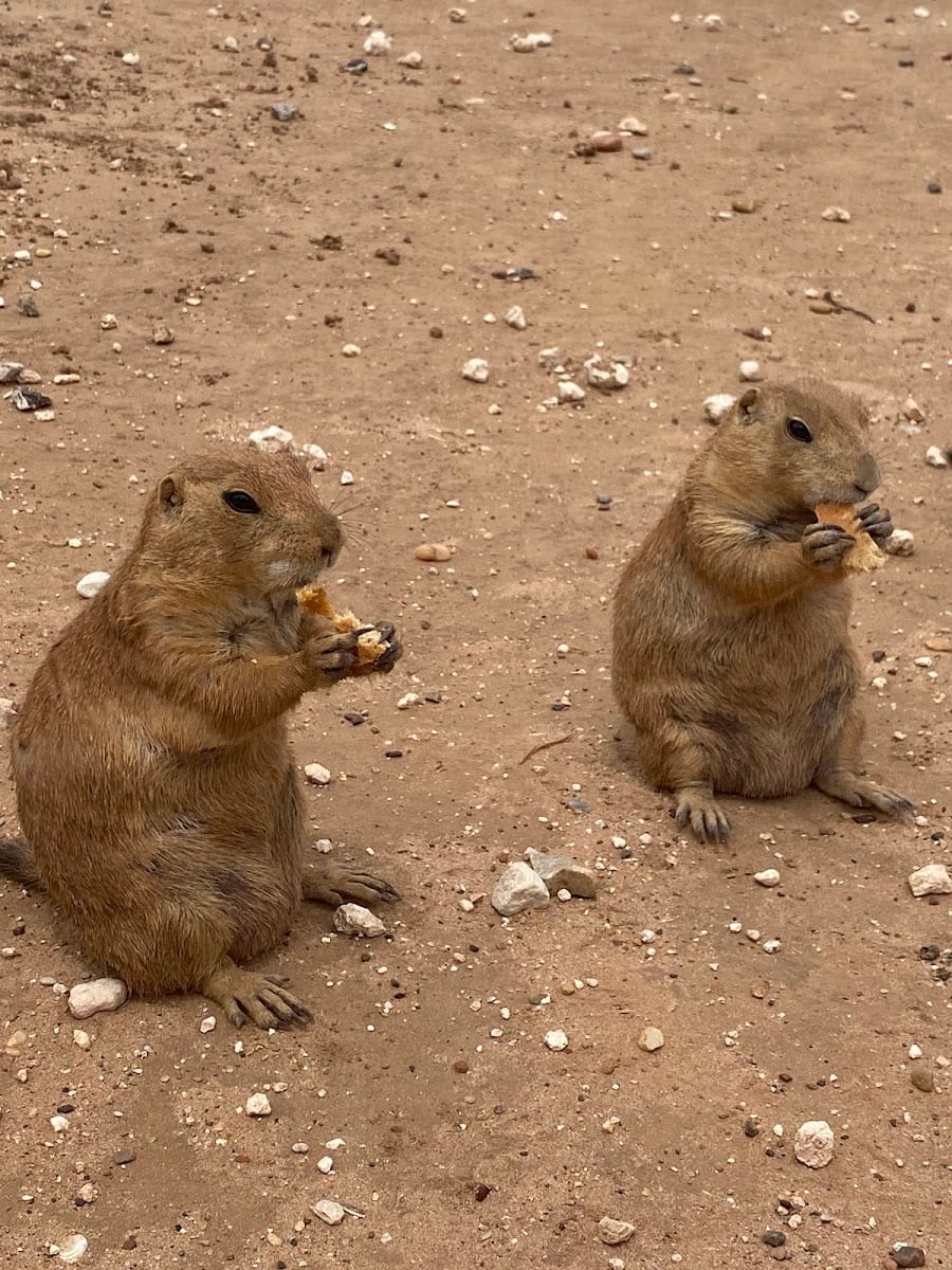Prairie Dog Town