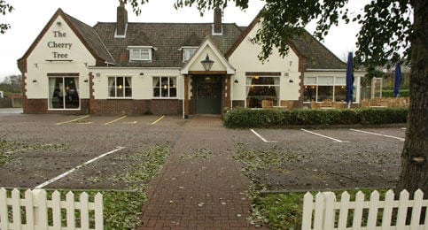 Cherry Tree, photo 4