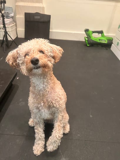 Chow Bella