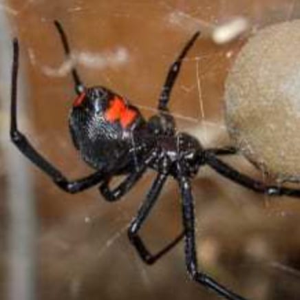 Big Toms Pest Control, photo 2
