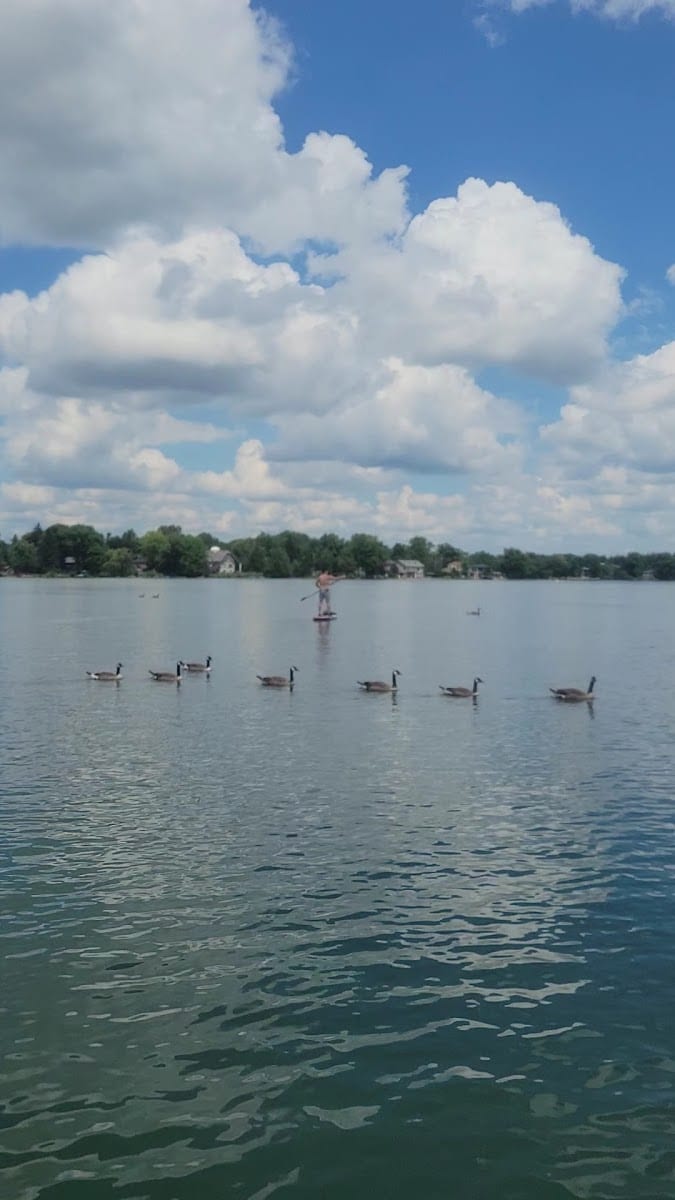 Turtle pond, photo 2