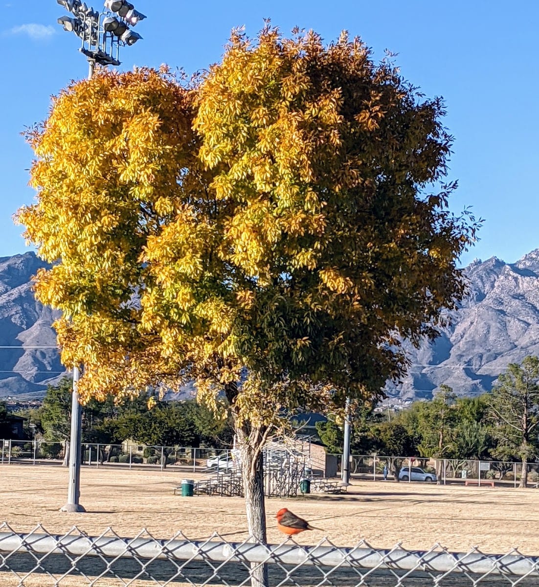 Udall Park - Ramada #1