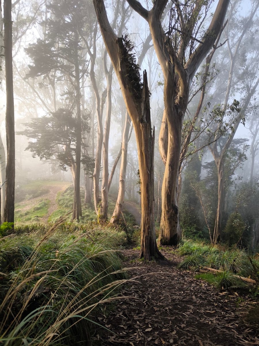 Mt. Davidson Park, photo 3