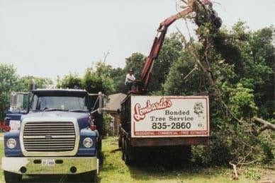 Lombardo's Bonded Tree Service, LLC, photo 3