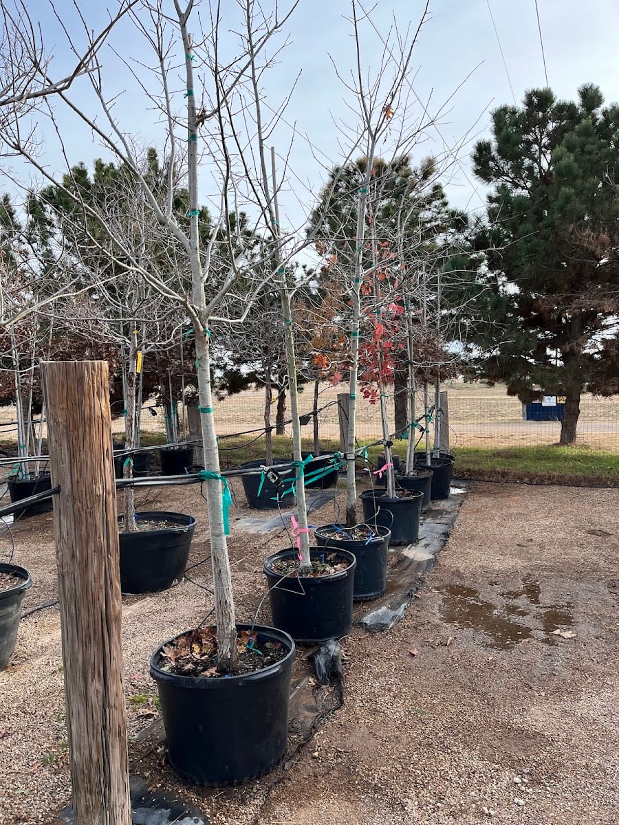 Tree World Nursery And Landscaping, photo 2