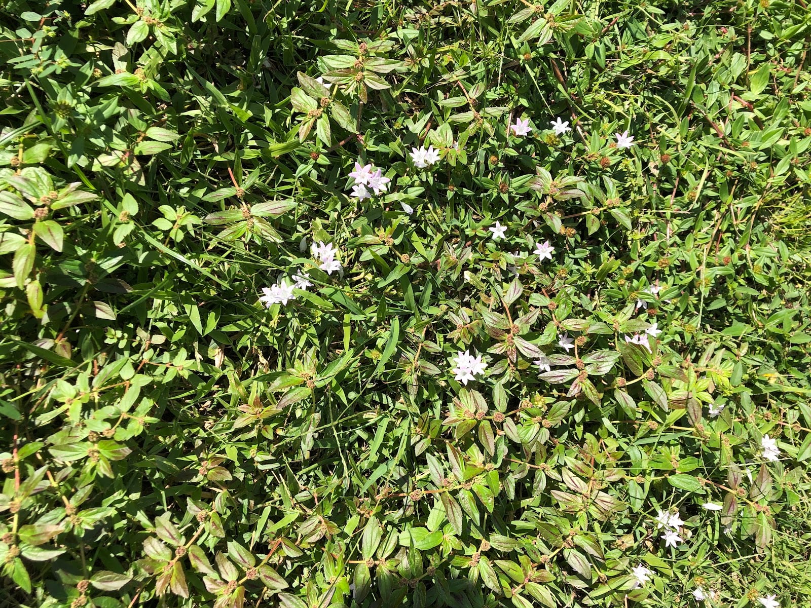 Massey Services GreenUP Lawn Care Service, photo 3