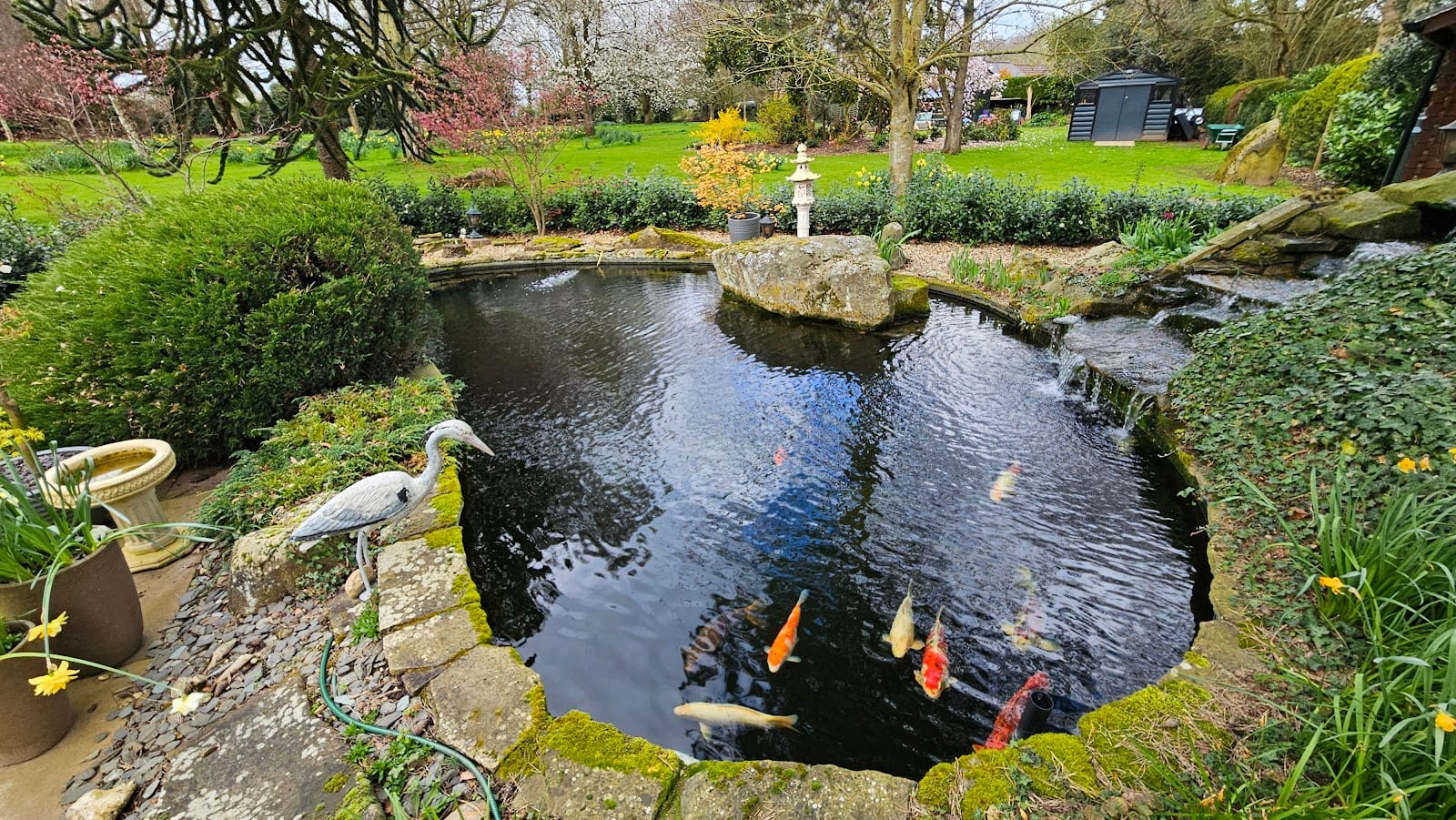 AquaFanatics - The Pond and Aquatic Specialists, photo 2