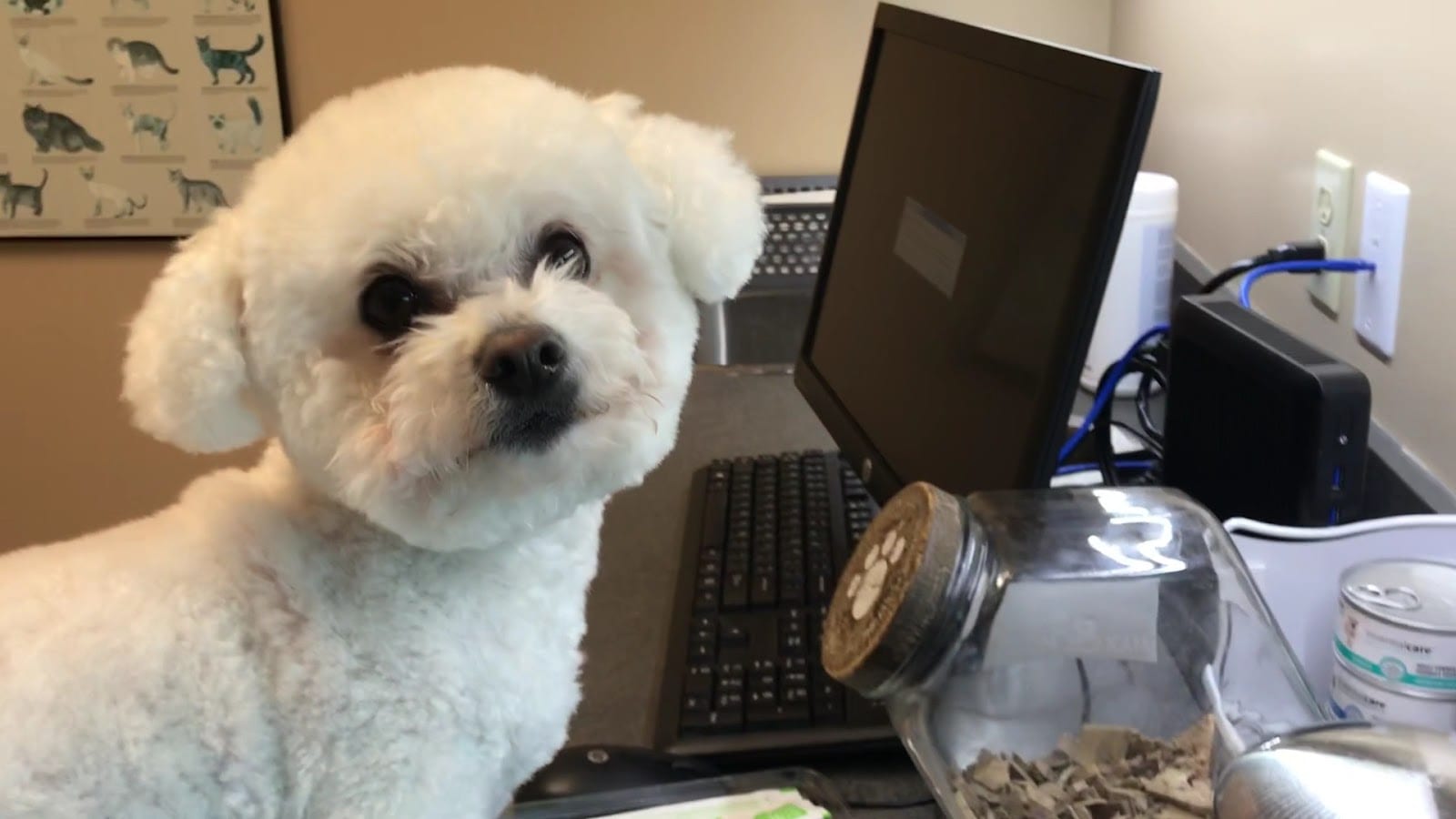 VCA Canada Mills Haven Animal Hospital, photo 3