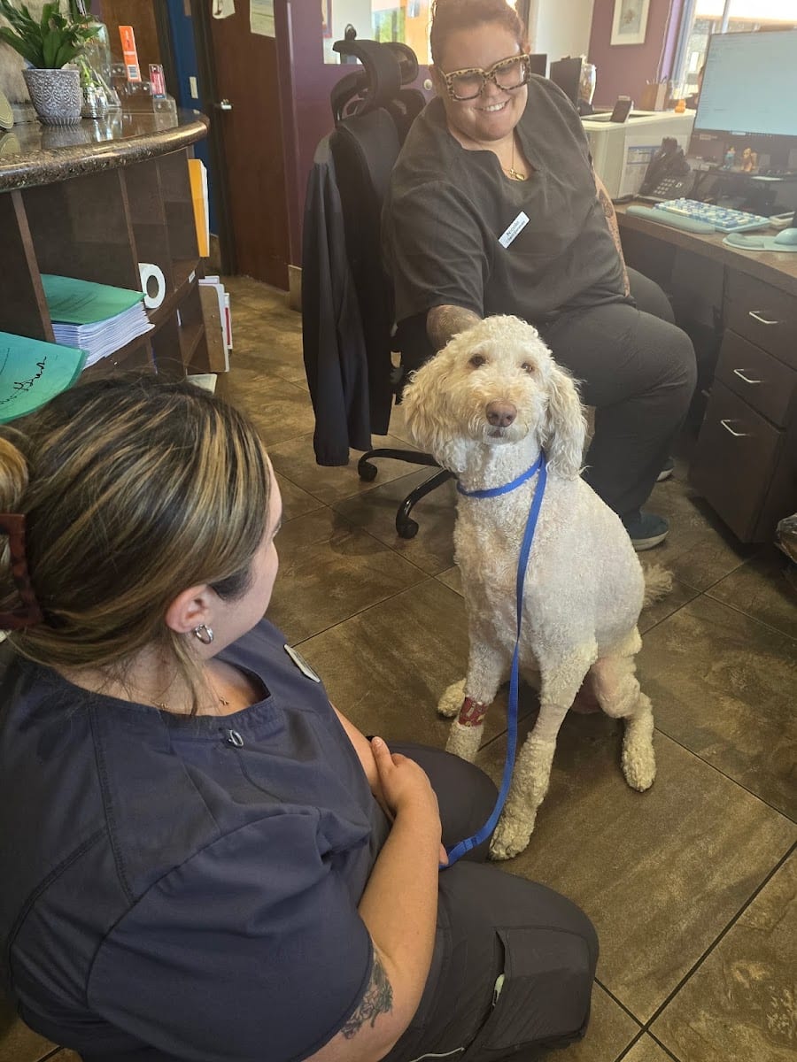 Dynamite Animal Hospital, photo 4