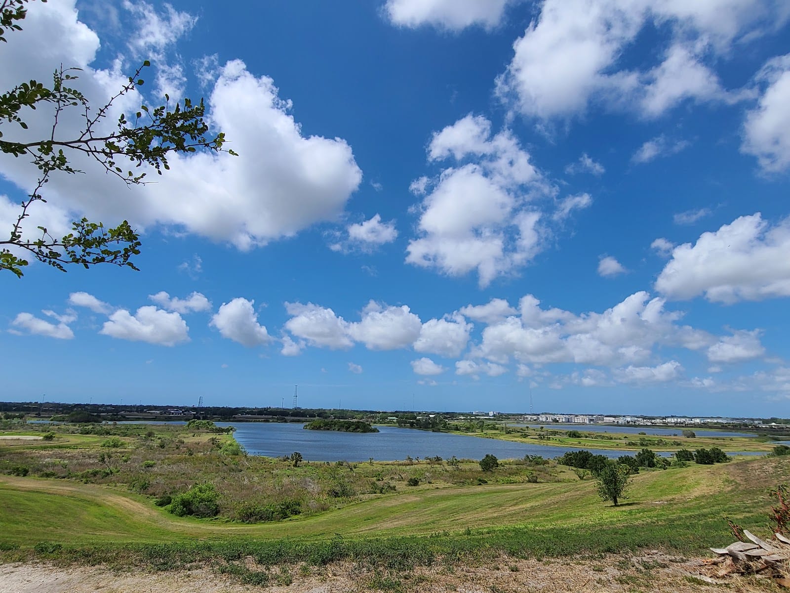 Celery Fields