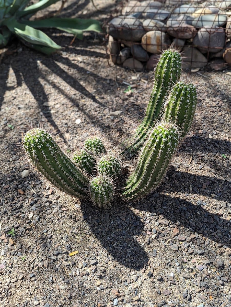 Scottsdale Xeriscape Garden, photo 3