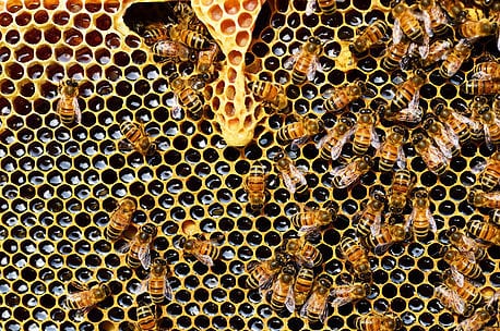 USA Bee Removal, photo 2