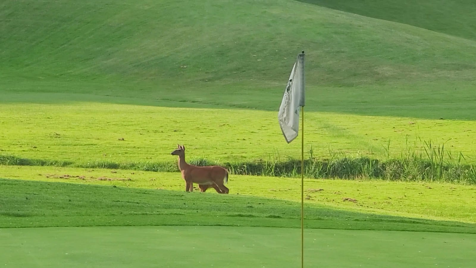 Durand Eastman Golf Course, photo 3