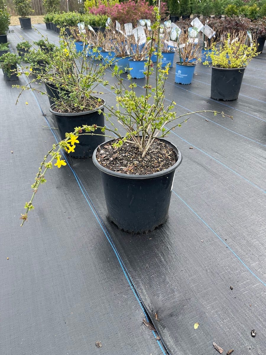 Spring Hill Growers and Landscaping