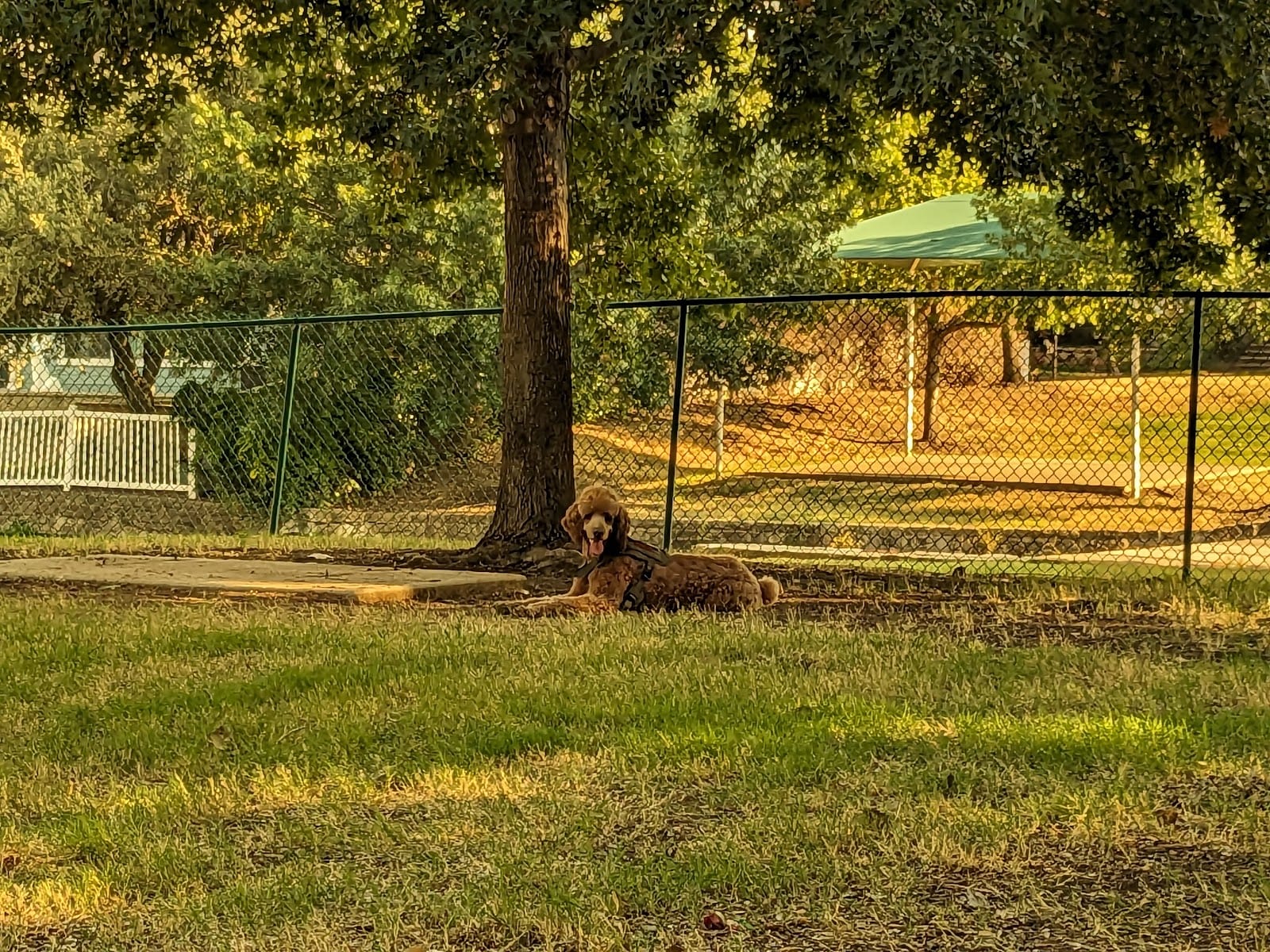 Four Paws Park, photo 3