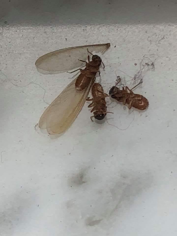 Bug-Man Pest Service