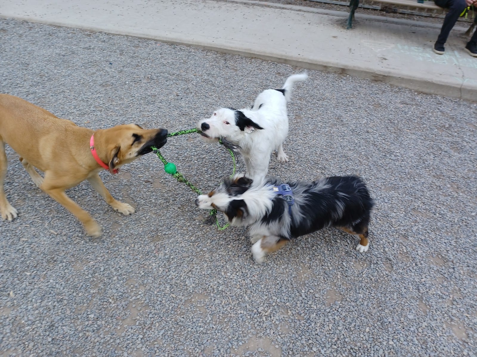 Barbara Hall Dog Park, photo 3