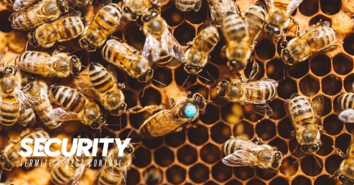 Security Termite & Pest Control, photo 3