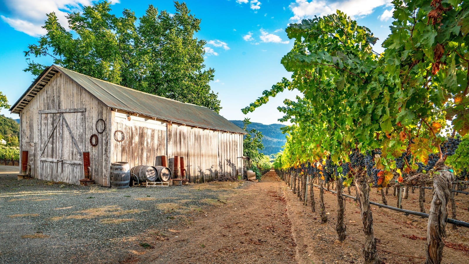 Kenefick Ranch Vineyard & Winery