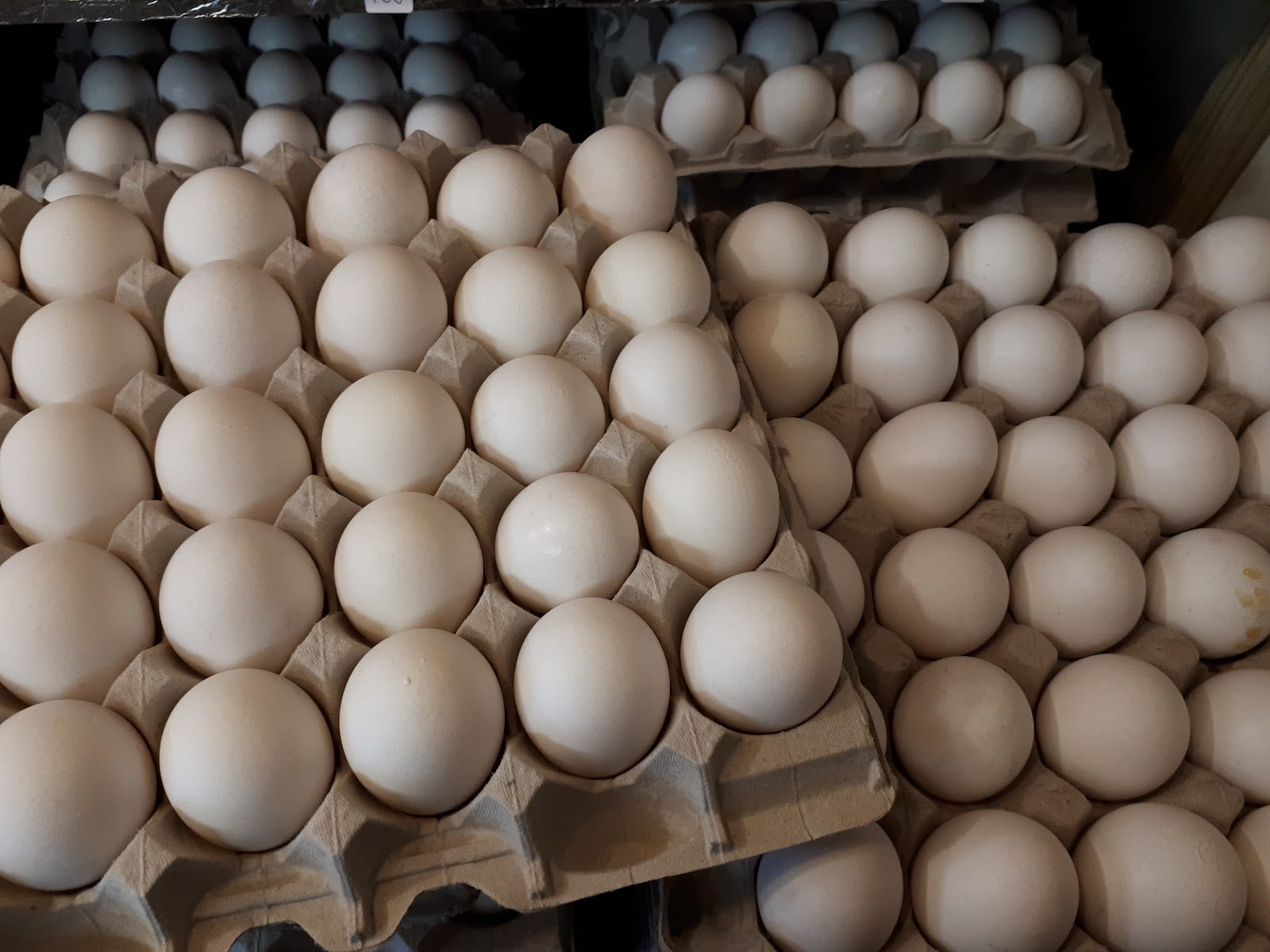 The Egg House