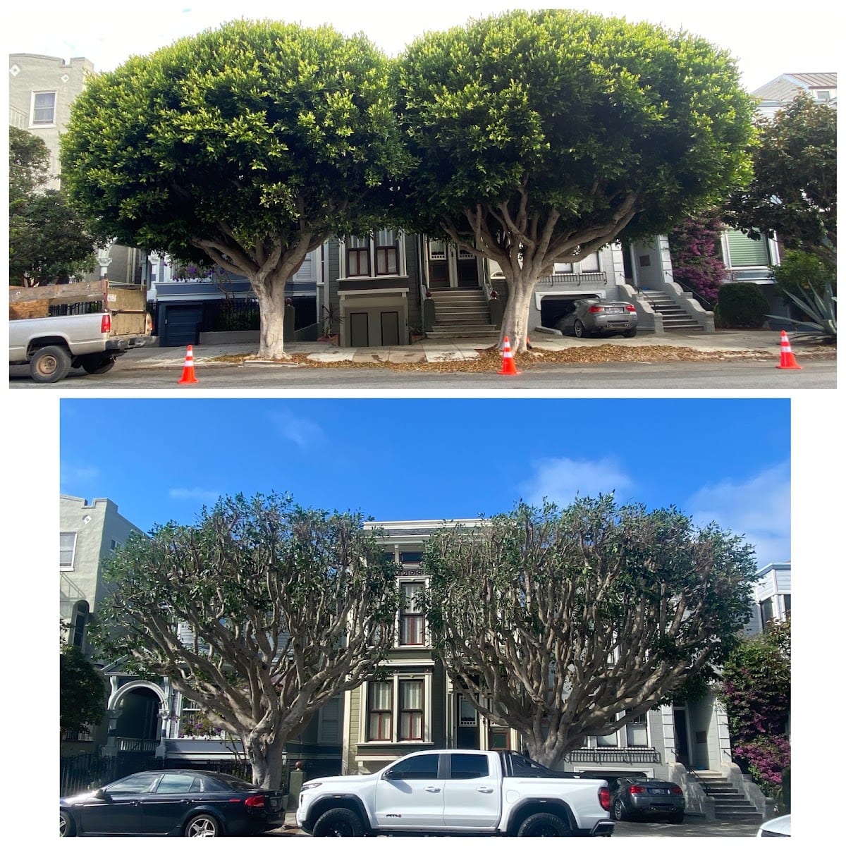 The Dog Tree Service LLC, photo 4