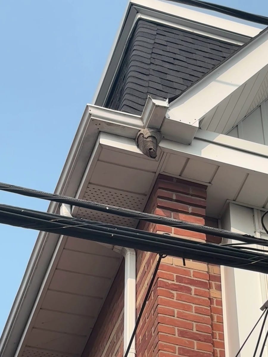 Wasp-Free Canada — Pest Control, photo 3