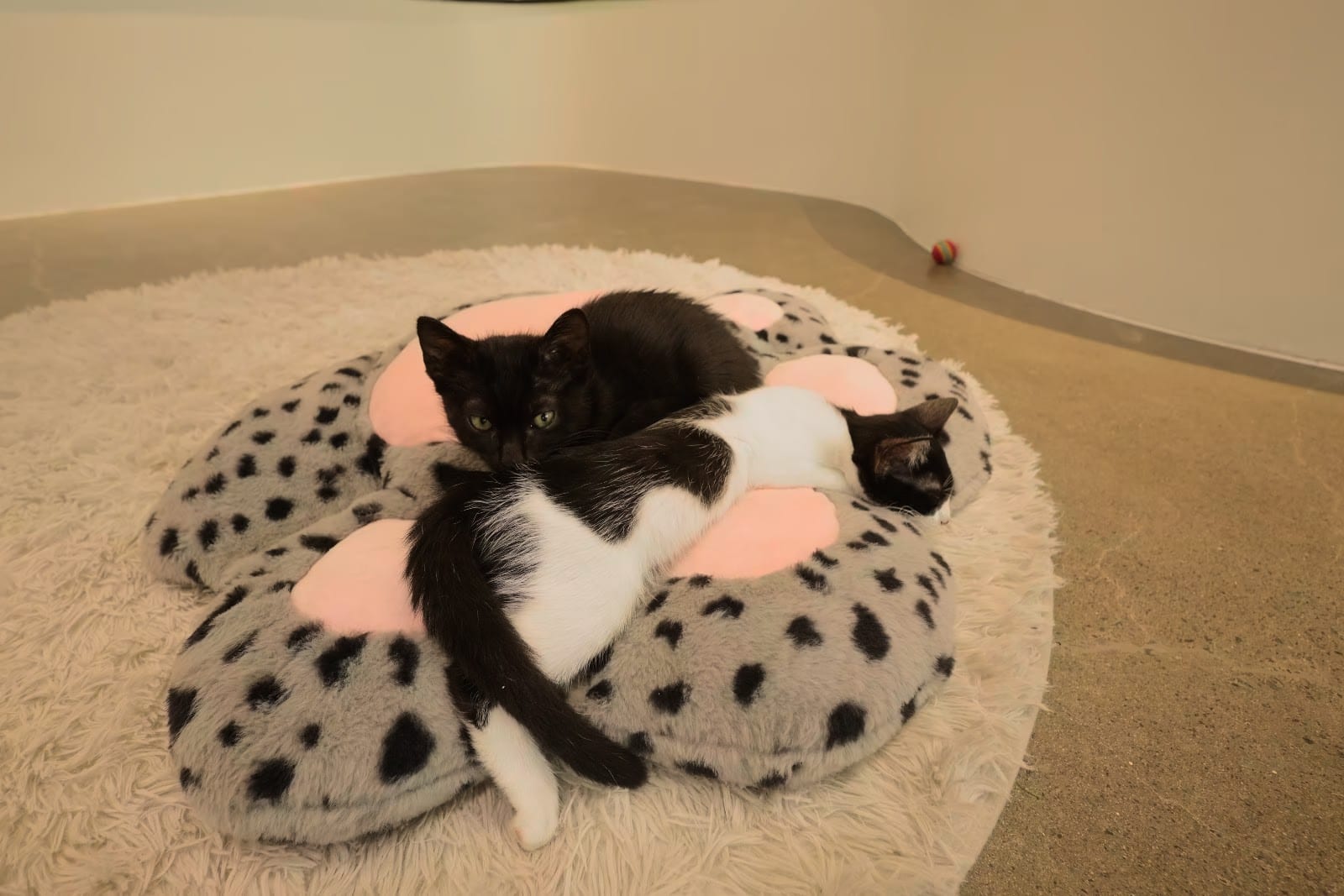 Hawaii Cat Cafe Waikiki Beach Walk