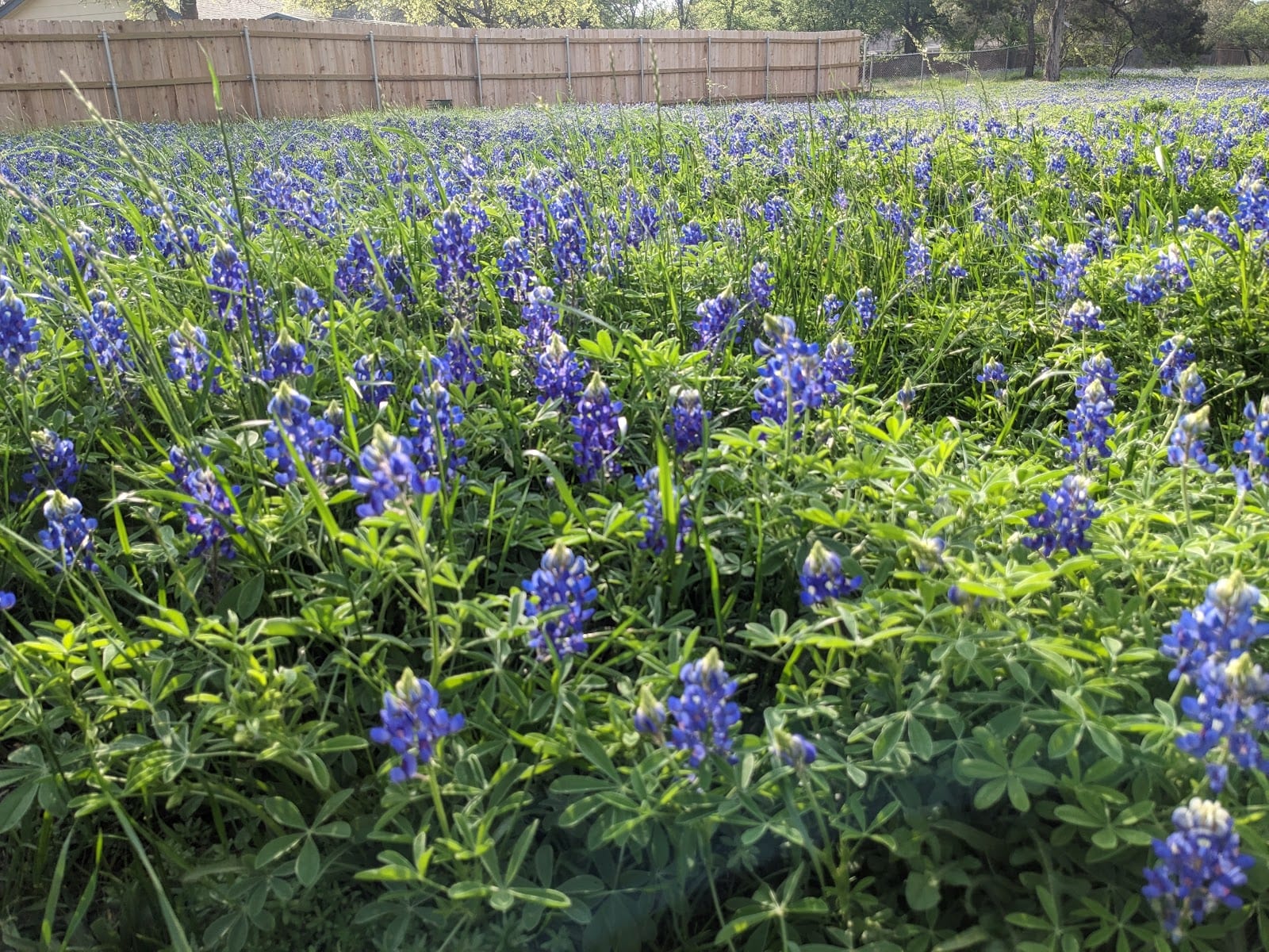Round Rock West Greenbelt, photo 2