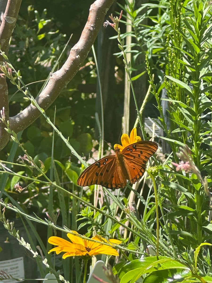 Butterfly Tampa, photo 4