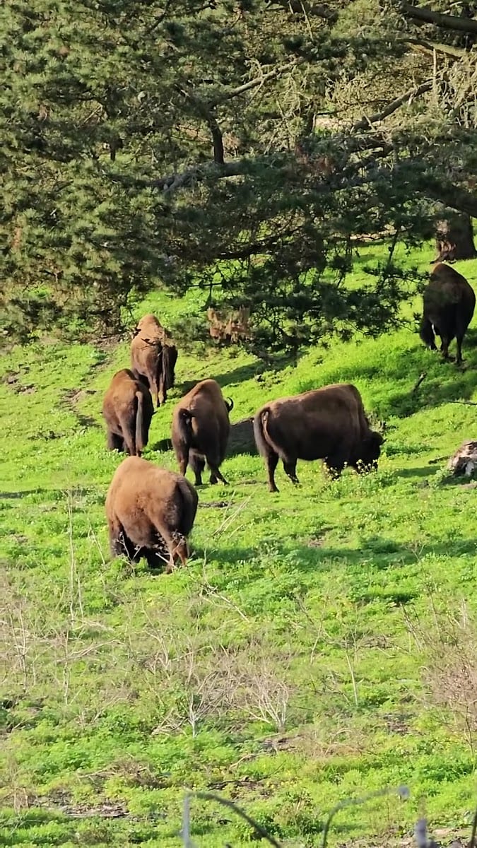 Bison Paddock, photo 2