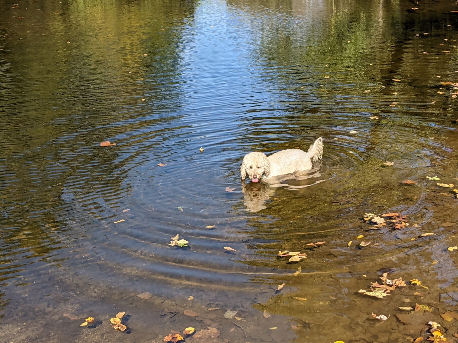 Bridge Point Park, photo 2