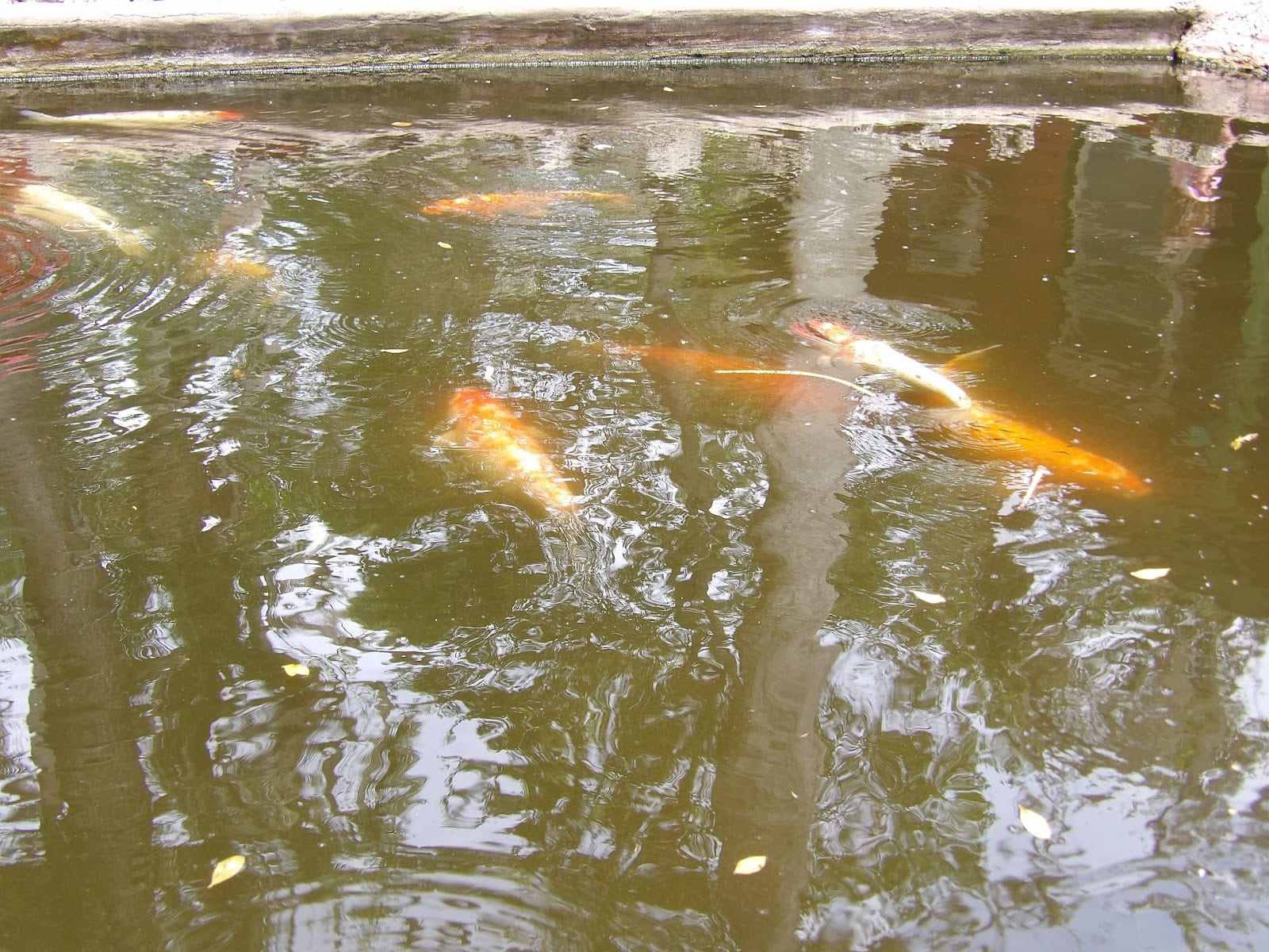 Flamingo Cafe, photo 3